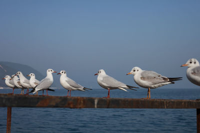 Birds in sea against clear sky