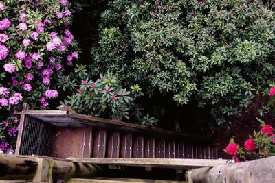 Pink flowering plants in garden