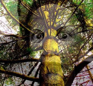 Low angle view of tree trunk