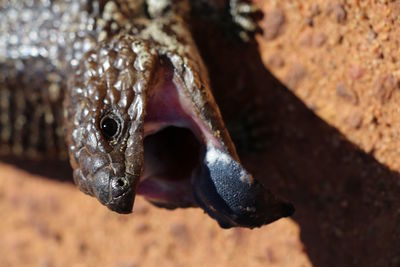 Close-up of reptile