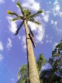 Low angle view of palm trees against blue sky