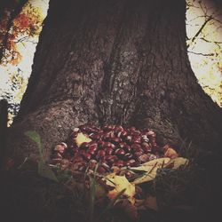 Close-up of tree trunk