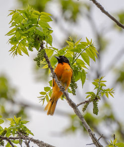 Male oriole baltimore bird in michigan - usa