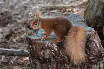 Close-up of red squirrel sitting on tree trunk