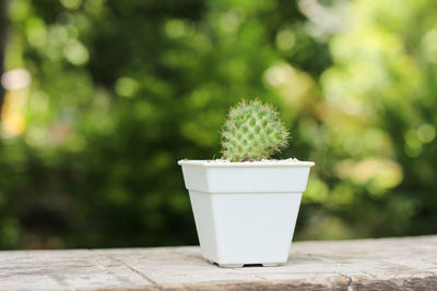 Mini mammillaria longimamma green cactus in white modern flower pot on wooden table in garden