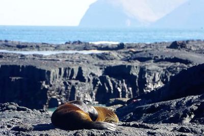 Close-up of sea lion on beach