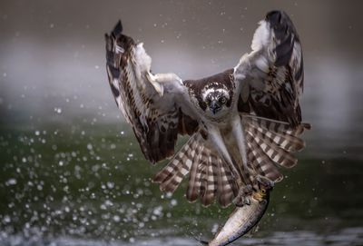 Bird holding fish flying over river