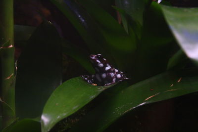 Close-up of frog on leaves