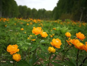 Close-up of yellow flowers on field