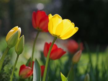 Close-up of yellow tulips on field