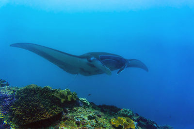 Fish swimming in sea