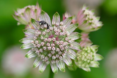 Close-up of insect on purple flower