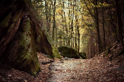 Trail amidst trees in forest