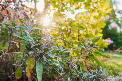 Close-up of fresh green plant on sunny day