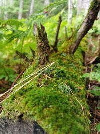 Close-up of moss growing on tree trunk