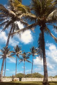 Low angle view of palm trees against sky