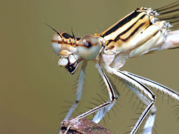 Close-up of an insect