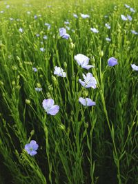 Close-up of purple flowers blooming in field