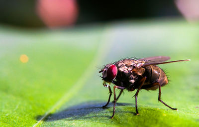 Close-up of insect on grass