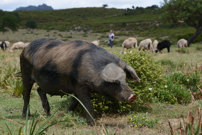 Sheep grazing in a field