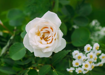 Close-up of white rose