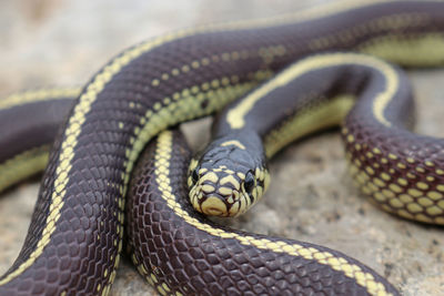 Close-up of snake