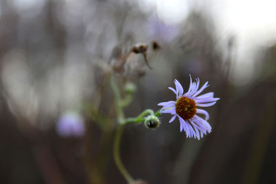 Close-up of purple flowering plant