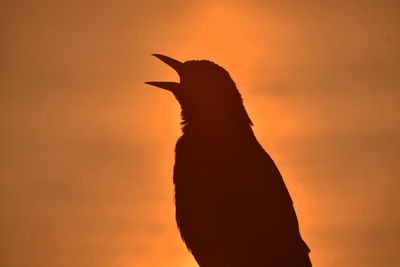 Low angle view of silhouette bird against sky during sunset