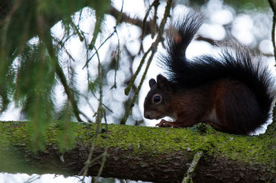 Close-up of squirrel on tree