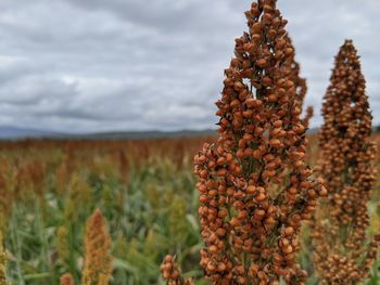 Close-up of fresh plants on field against sky