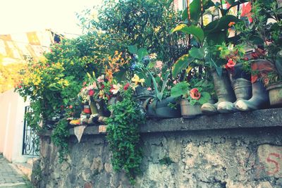 Potted plants on building