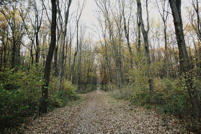 Footpath passing through forest