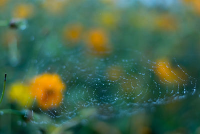 Close-up of wet spider web