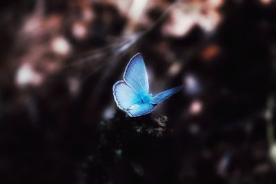 Close-up of butterfly on flower