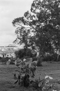 People on field by trees against sky