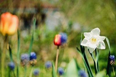 Close-up of flowering plants on field