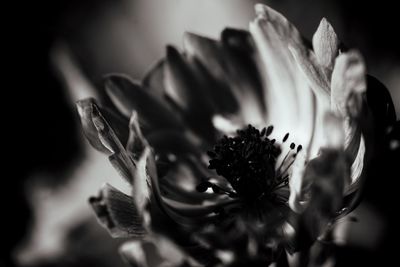 Close-up of flower