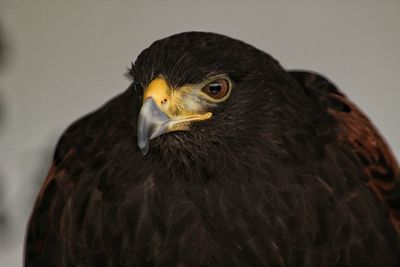 Close-up of eagle outdoors