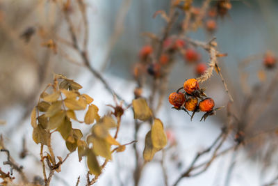 Close-up of berries on tree