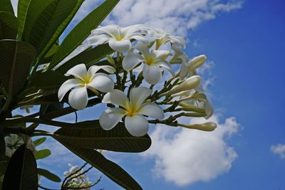 Low angle view of white flowering plant against sky