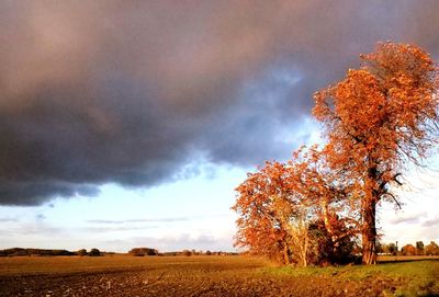 Trees on field against sky during autumn