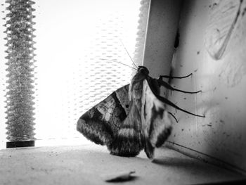 Close-up of butterfly on window