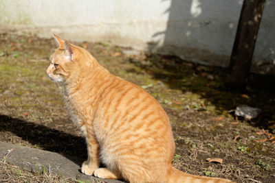 Cat looking away