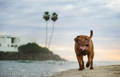 French mastiff walking on shore at beach against sky