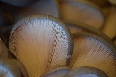 Close-up of mushroom