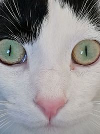 Close-up portrait of cat