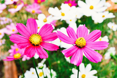 Close-up of flowers blooming outdoors