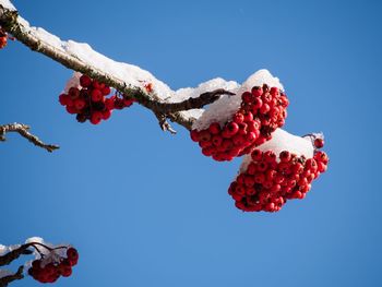 Low angle view of red berries against clear sky