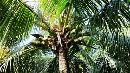 Low angle view of palm tree