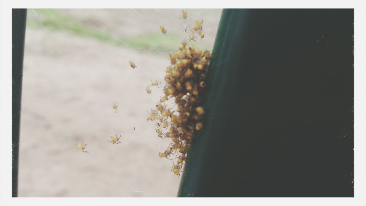 transfer print, auto post production filter, close-up, growth, nature, flower, plant, selective focus, day, focus on foreground, no people, beauty in nature, fragility, outdoors, sunlight, frame, high angle view, freshness, vignette, tranquility